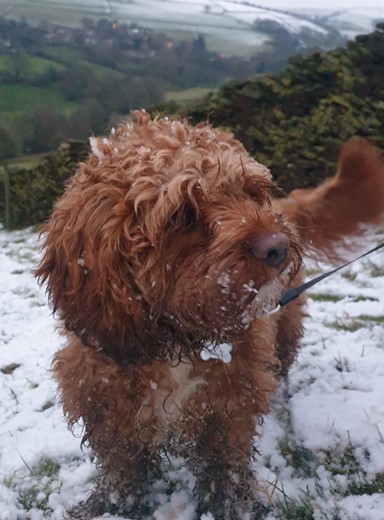 Milo